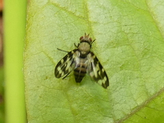Otites centralis