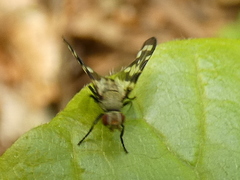 Otites centralis