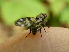 Otites centralis