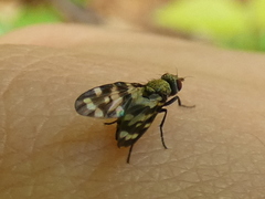 Otites centralis