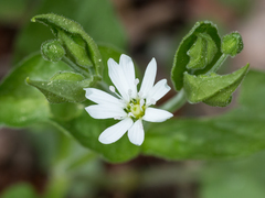 Stellaria bungeana