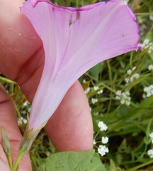 Ipomoea cordatotriloba cordatotriloba