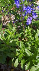 Veronica austriaca