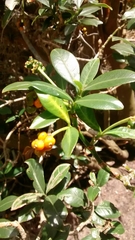 Palicourea boqueronensis