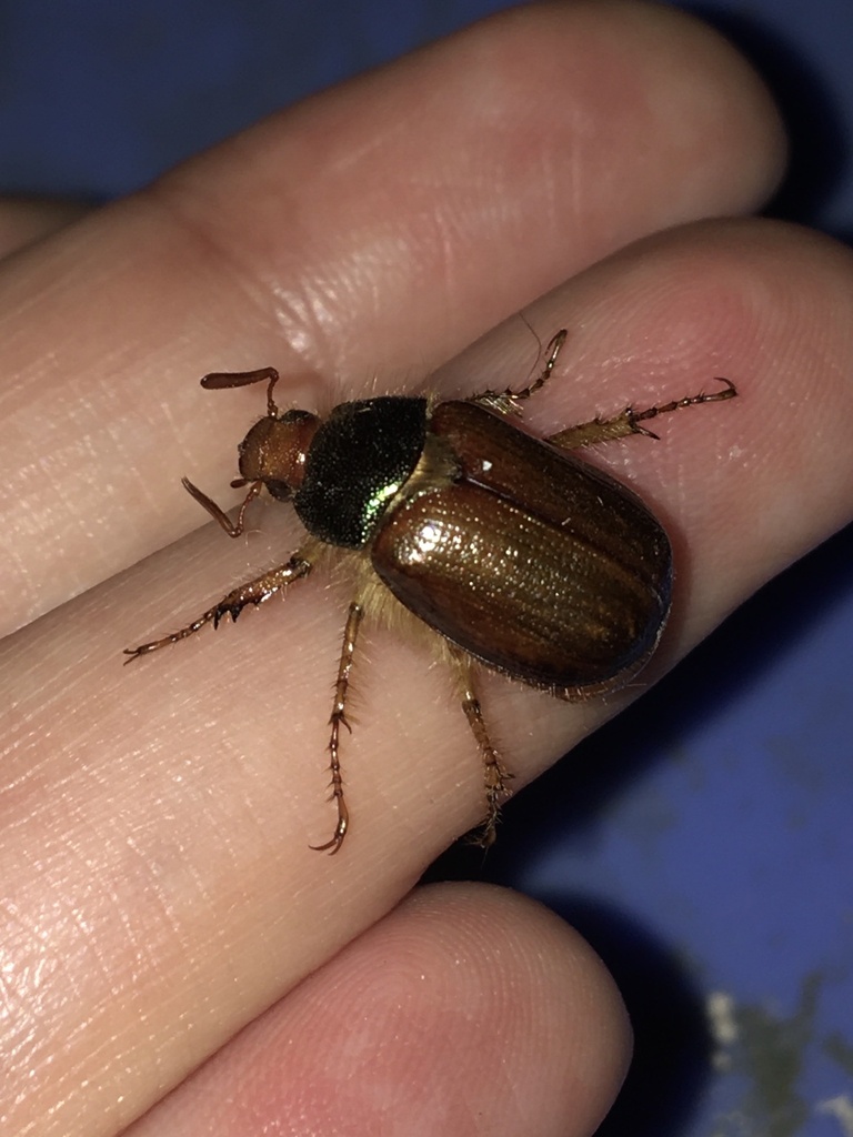 Aulacopalpus aconcaguensis