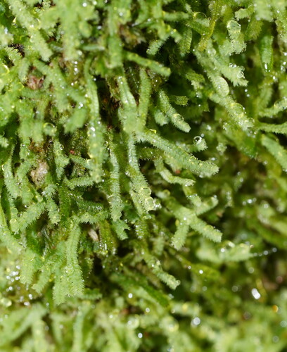 Khaki Threadwort (Neolepidozia tridactylis)