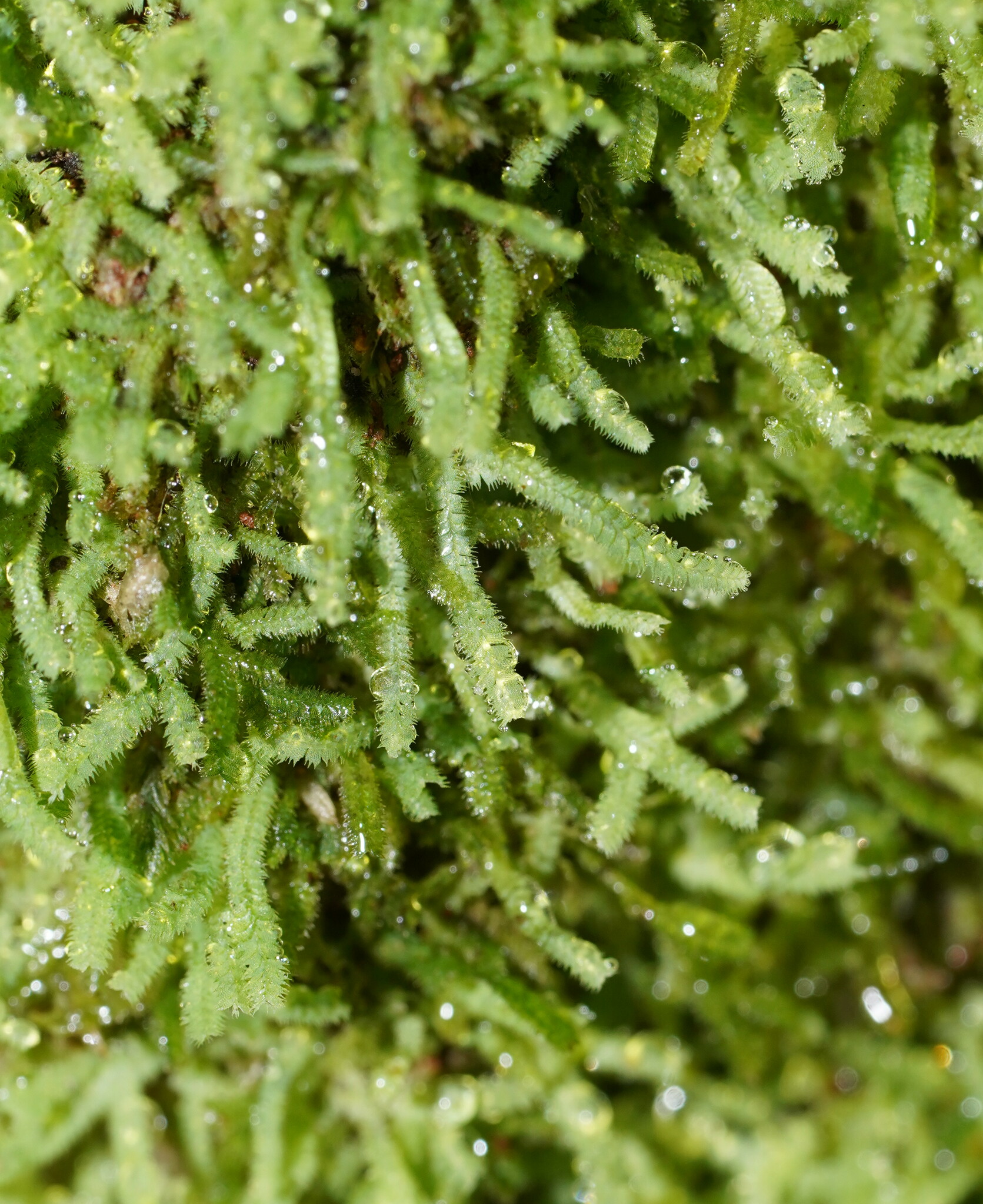 Neolepidozia tridactylis