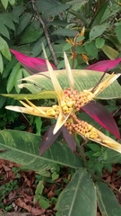 Heliconia latispatha