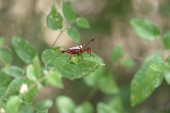 Pachylis neocalifornicus