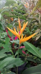Heliconia latispatha