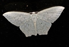 Maxates centrophylla