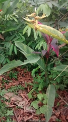 Heliconia latispatha