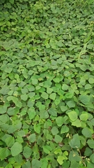 Neustanthus phaseoloides