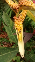 Heliconia latispatha
