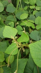 Neustanthus phaseoloides