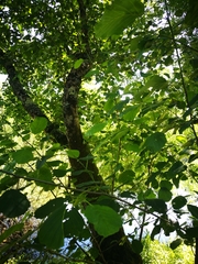 Alnus lusitanica