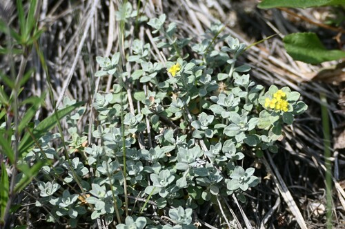 Image of Odontarrhena obovata by (c) Syd Cannings, some rights reserved (CC BY)