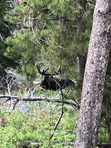 Moose photographed in Colorado