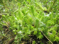 Sedum sexangulare