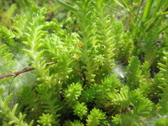 Sedum sexangulare