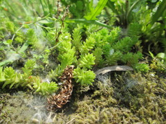 Sedum sexangulare
