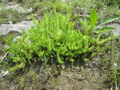 Sedum sexangulare