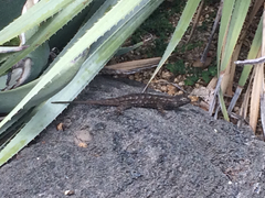 Sceloporus occidentalis