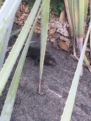 Sceloporus occidentalis