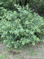 Colutea