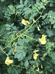 Colutea