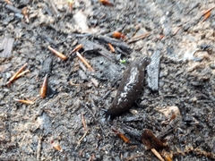 Ariolimax columbianus