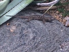 Sceloporus occidentalis
