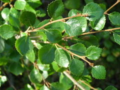 Betula divaricata