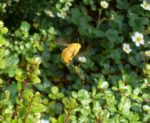 Valley Carpenter Bee