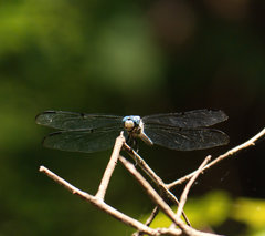 Libellula vibrans