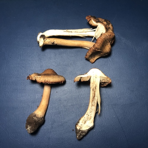 Representative image of Inocybe bresadolae