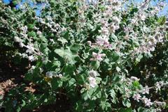 Malacothamnus clementinus