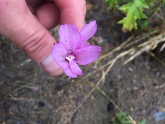 Clarkia cylindrica
