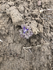 Lupinus brevicaulis