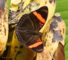 Adelpha lycorias lycorias