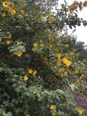 Fremontodendron californicum