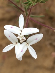 Osmadenia tenella