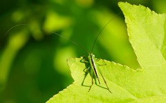 Conocephalus strictus