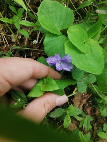 Image of Viola sacchalinensis by (c) Валерия Ковалева, some rights reserved (CC BY)