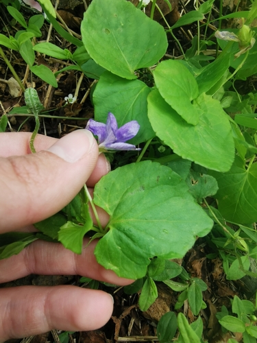 Image of Viola sacchalinensis by (c) Валерия Ковалева, some rights reserved (CC BY)