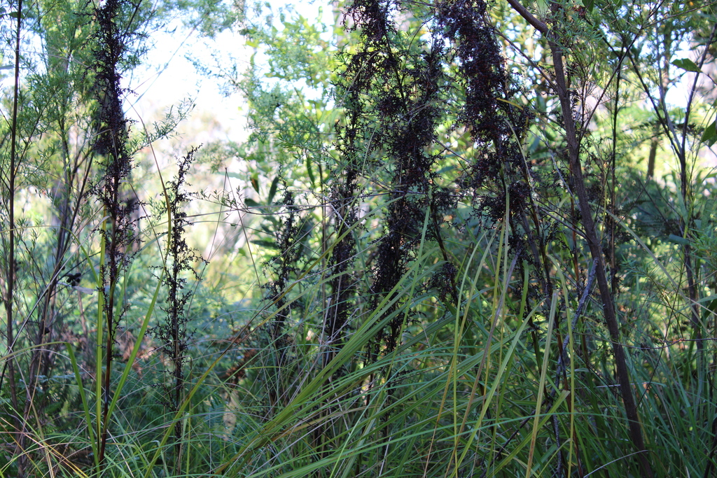 tall saw-sedge from Bungwahl NSW 2423, Australia on June 29, 2024 at 11 ...