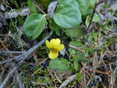 Viola orbiculata