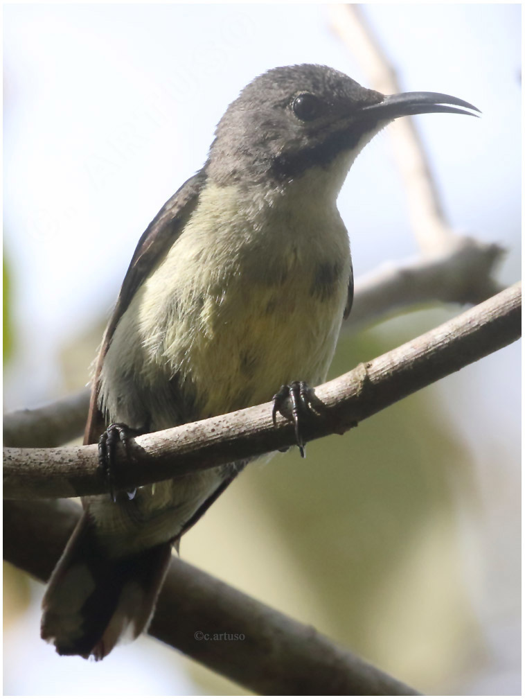 Black Sunbird