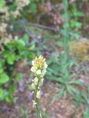 Turritis glabra