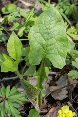 Cicerbita macrophylla uralensis